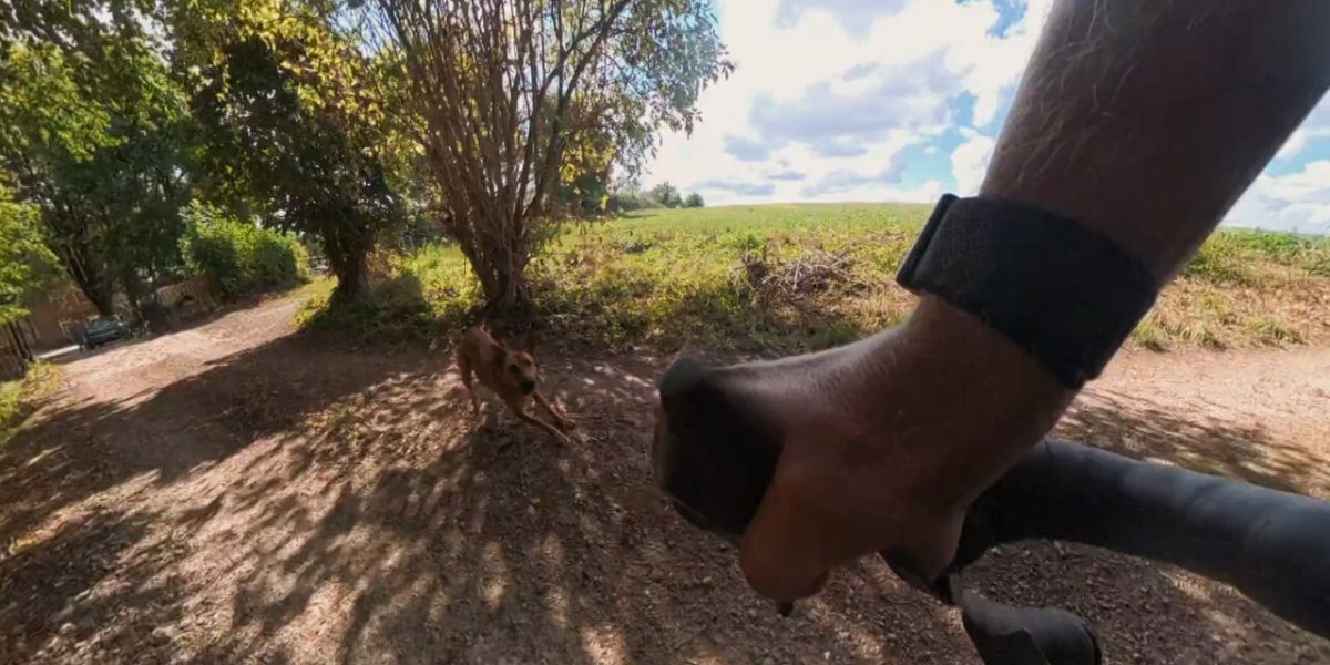 "Sorry, ik ben aangevallen door een hond": Bavo komt tijdens verkenning WK gravel met de schrik vrij